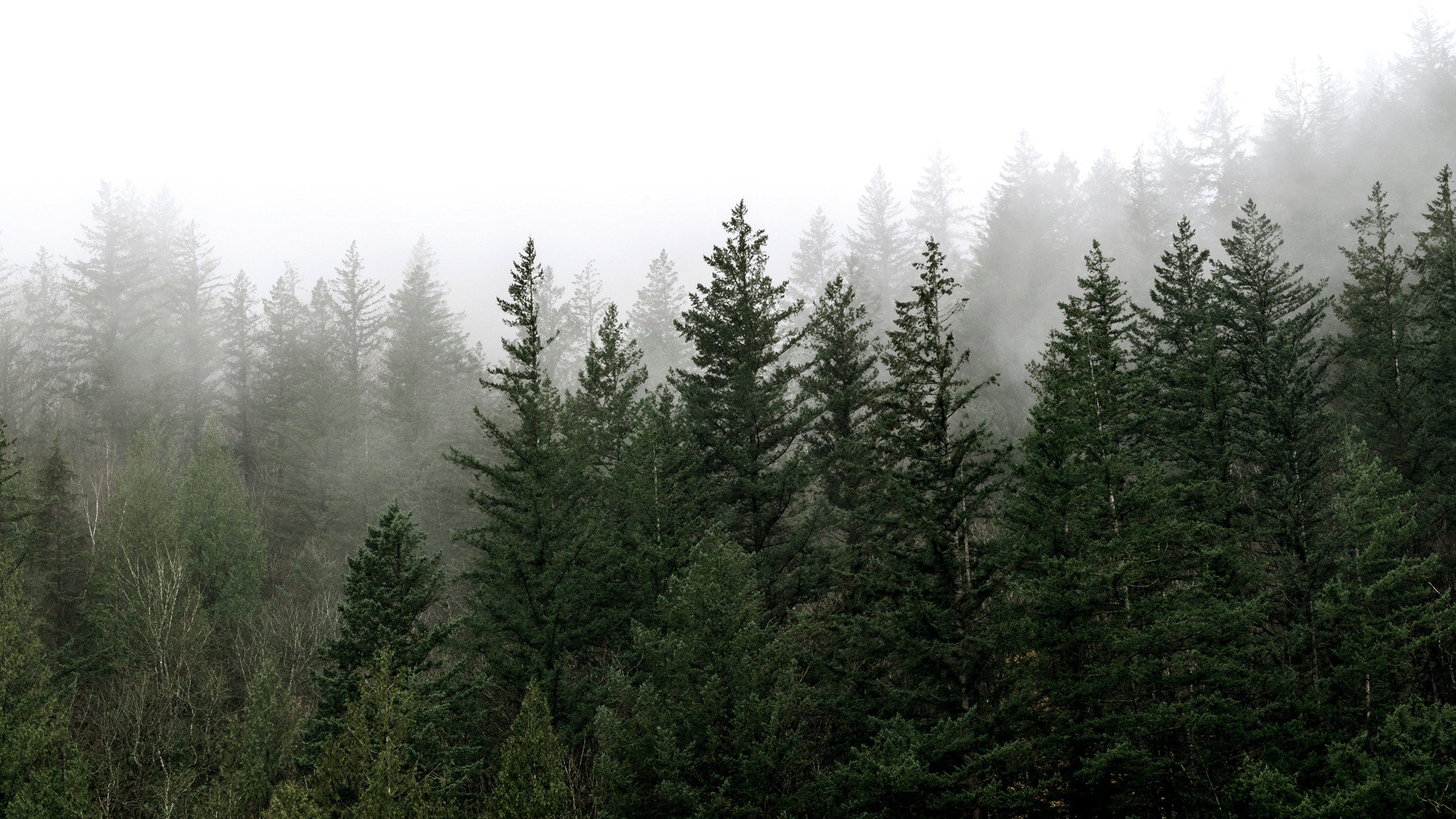 Evergreen trees with mist at the top of the image.