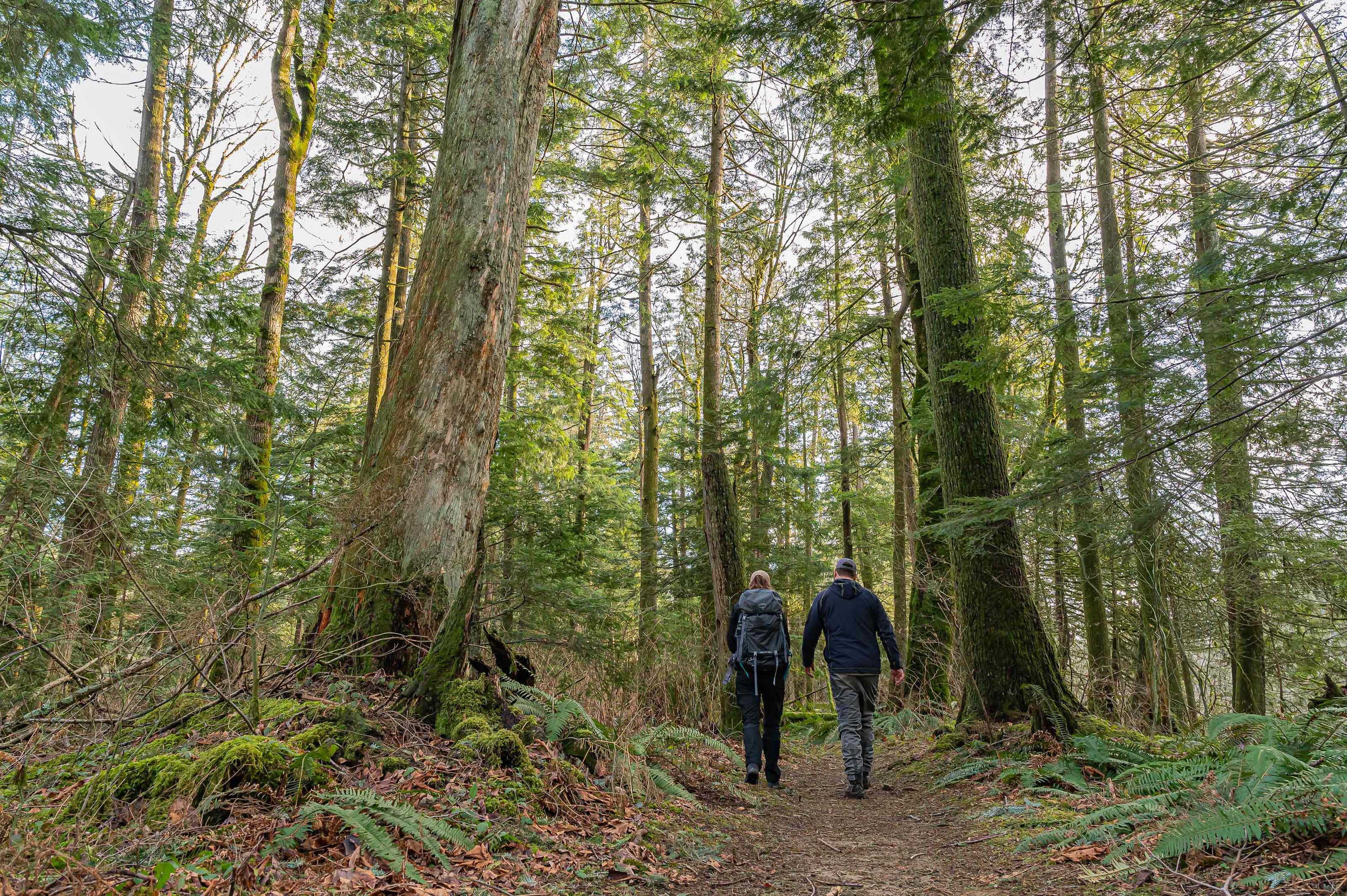 Couple walk on a treed trail. 