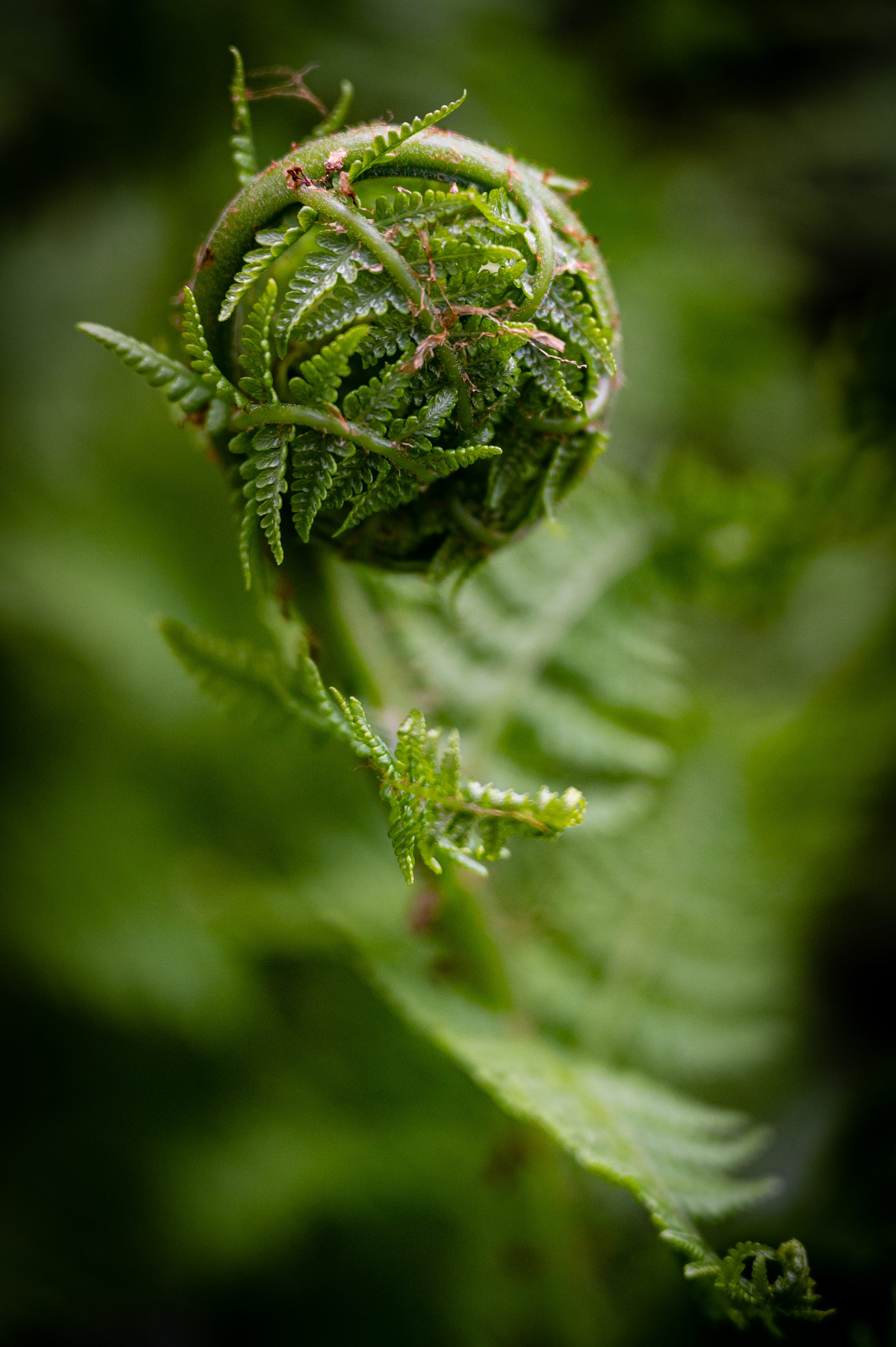 Close-up of green fiddle head fern. 