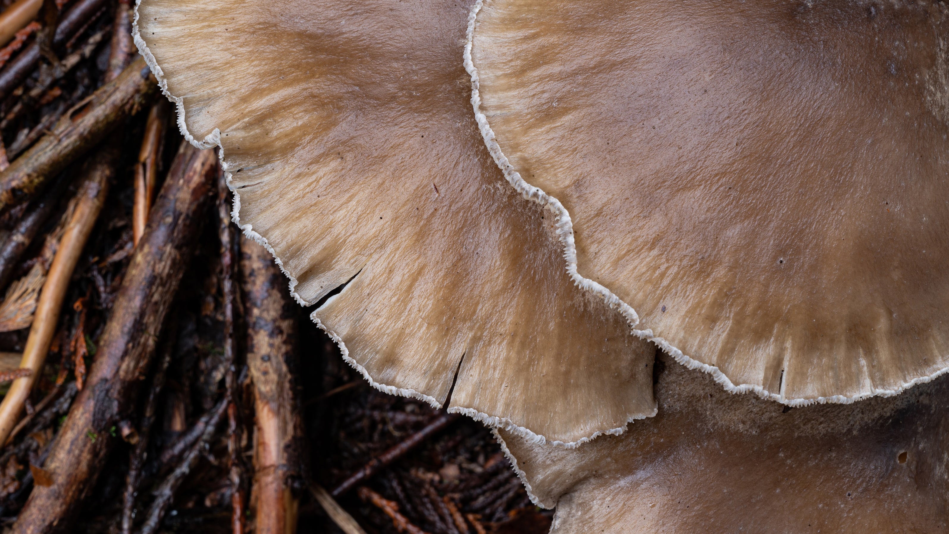 Closeup of brown mushrooms