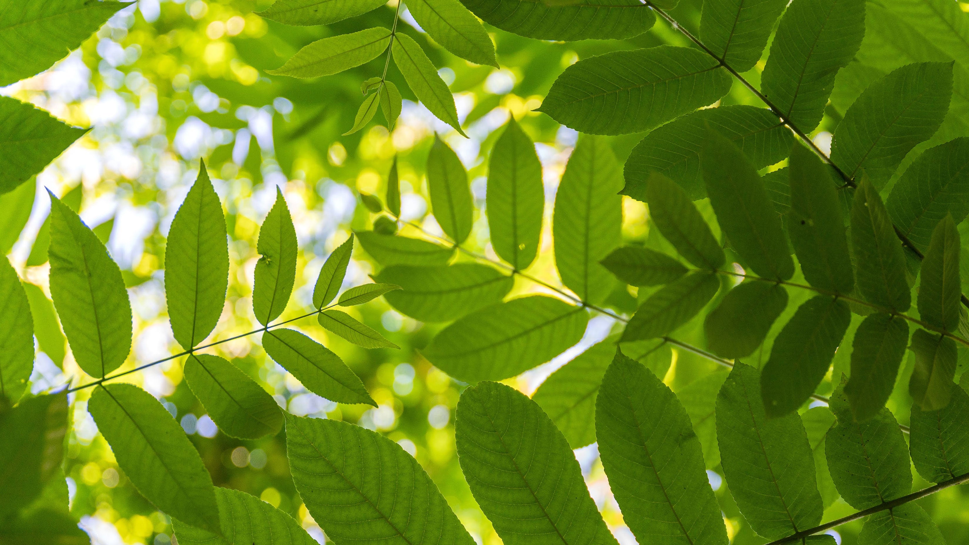 Sunlight shining through walnut leaves creating a green and yellow glow. 